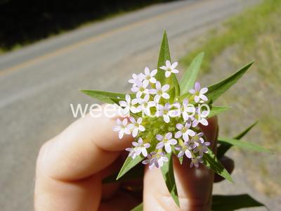 collomia, narrow-leaved