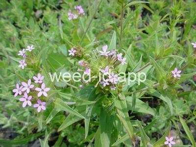 collomia, narrow-leaved