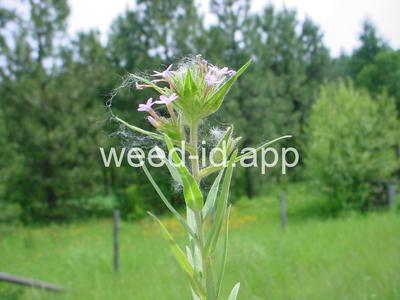 collomia, narrow-leaved