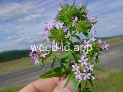 collomia, narrow-leaved