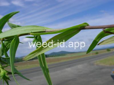 collomia, narrow-leaved