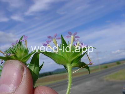 collomia, narrow-leaved