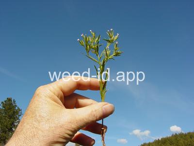 collomia, narrow-leaved