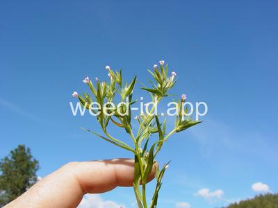 collomia, narrow-leaved