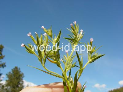 collomia, narrow-leaved