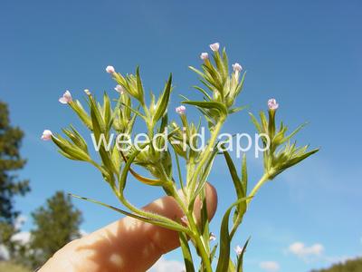 collomia, narrow-leaved