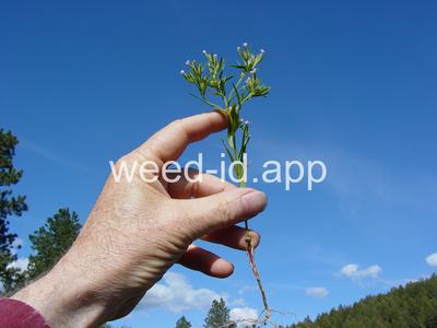 collomia, narrow-leaved