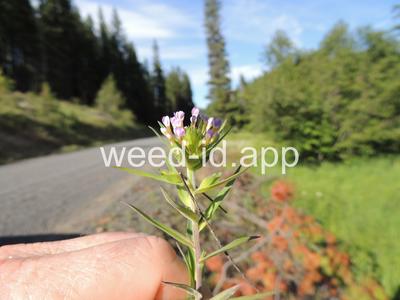 collomia, narrow-leaved
