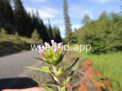 collomia, narrow-leaved
