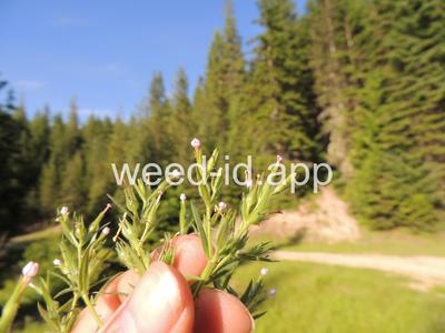 collomia, narrow-leaved