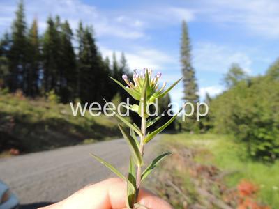 collomia, narrow-leaved