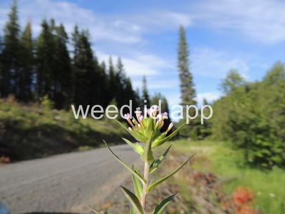 collomia, narrow-leaved