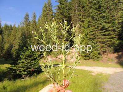 collomia, narrow-leaved