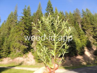 collomia, narrow-leaved
