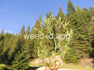 collomia, narrow-leaved