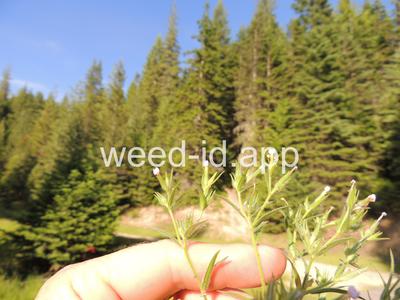 collomia, narrow-leaved