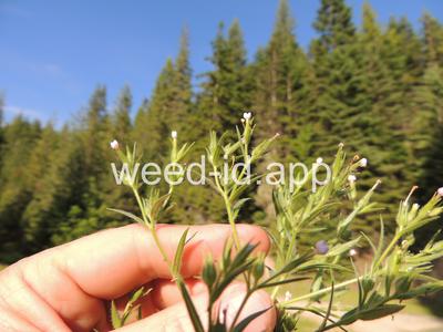 collomia, narrow-leaved