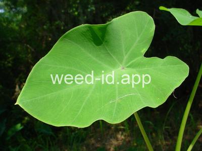 Colocasia esculenta