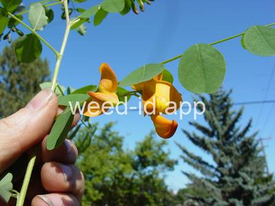 Colutea arborescens