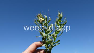 Comandra umbellata