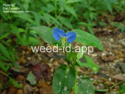 dayflower, Asiatic