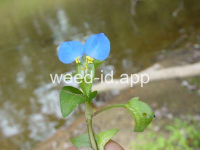 dayflower, Asiatic