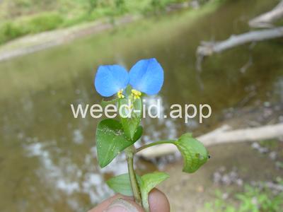 dayflower, Asiatic