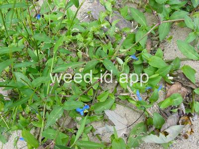 dayflower, Asiatic