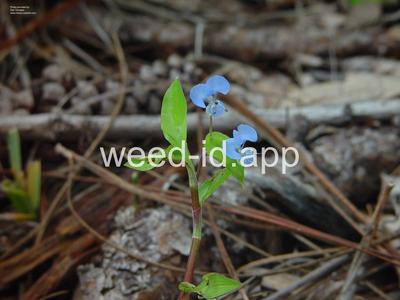 dayflower, spreading
