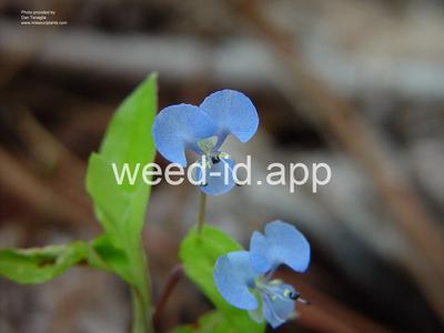 dayflower, spreading