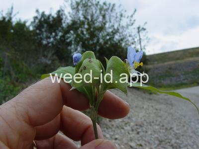 Commelina erecta