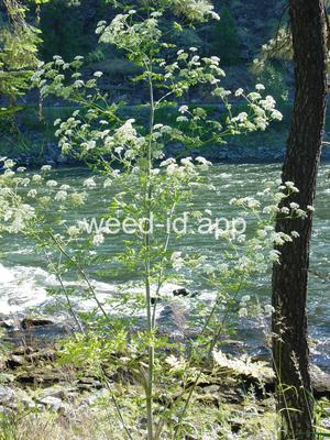 poison-hemlock