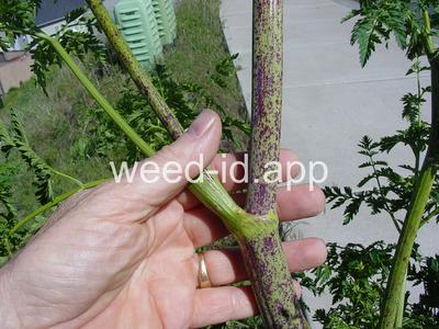 poison-hemlock