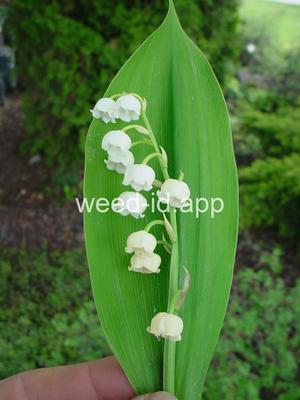 lily-of-the-valley