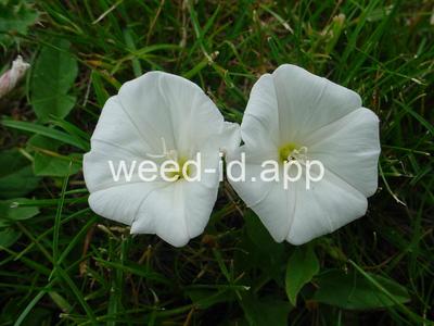bindweed, field