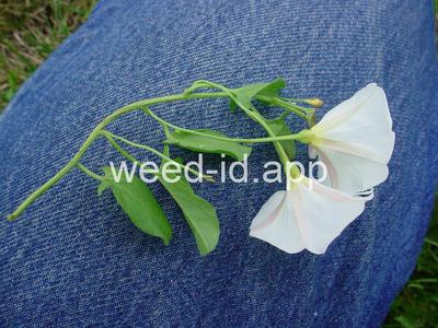 bindweed, field