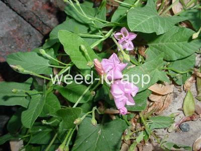 bindweed, field