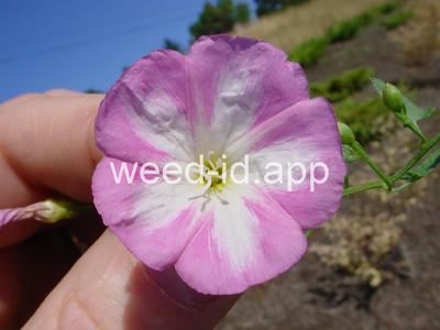 bindweed, field