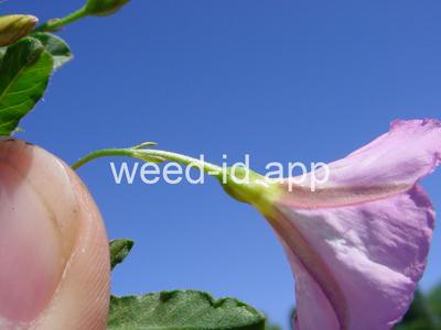 bindweed, field