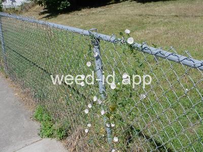 bindweed, field