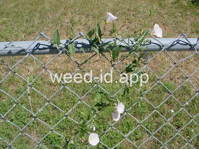 bindweed, field