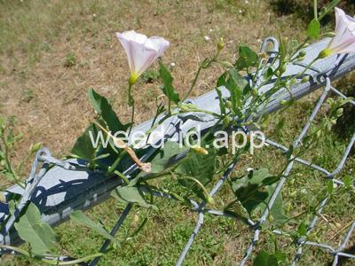 bindweed, field