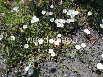 bindweed, field
