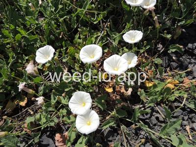 bindweed, field