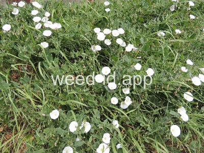 bindweed, field