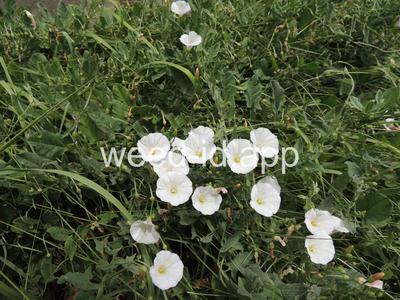 bindweed, field