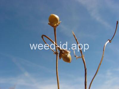 bindweed, field