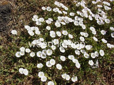 bindweed, field
