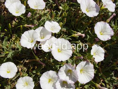 bindweed, field