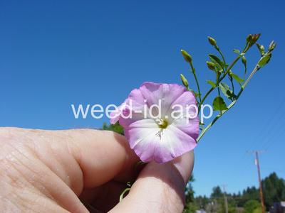 bindweed, field